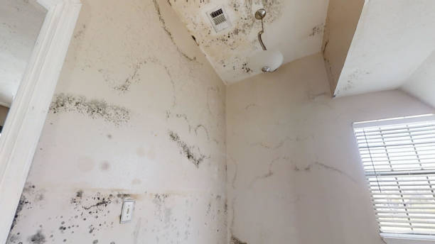 Best Attic Mold Removal  in East Whittier, CA