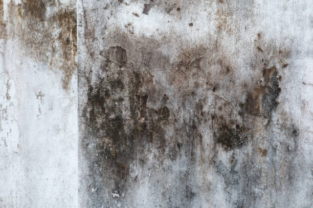 Best Real Estate Mold Inspection  in East Whittier, CA
