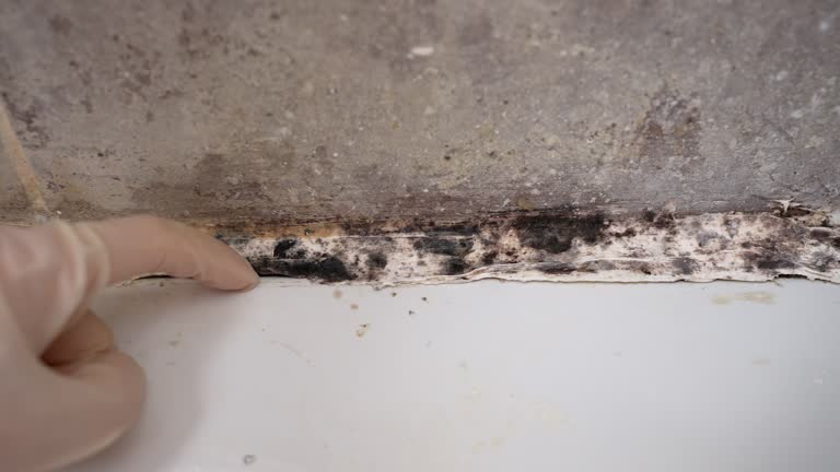 Best Environmental Consulting for Mold Prevention  in East Whittier, CA